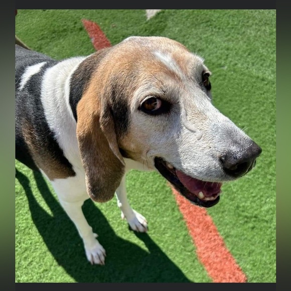 Treeing walker coonhound explained - Picture 13 of 15